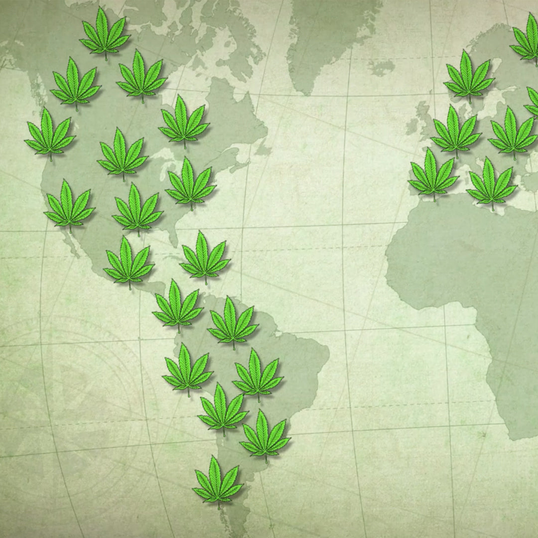 Curso Online "Introducción al Cannabis"